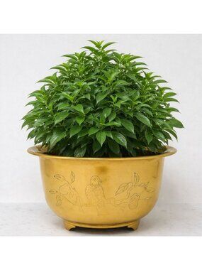 Vintage Etched Shiny Brass Footed Bowl Birds Branches Planter Dish 1960s Decor